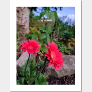 Garvinia Flowers (Gerbera) Posters and Art